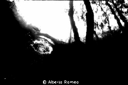Cave Diving in fresh water. Little fish near the bubble a... by Alberto Romeo 